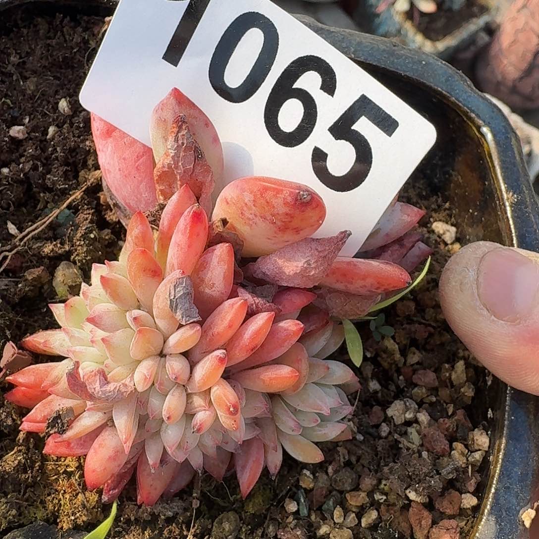 E****y3161664463434646464644