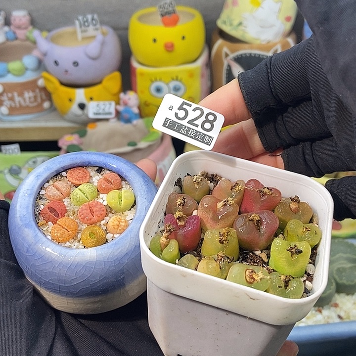 大舅生石花肉锥多肉528