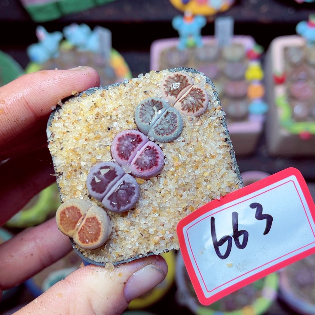 663生石花带盆发1