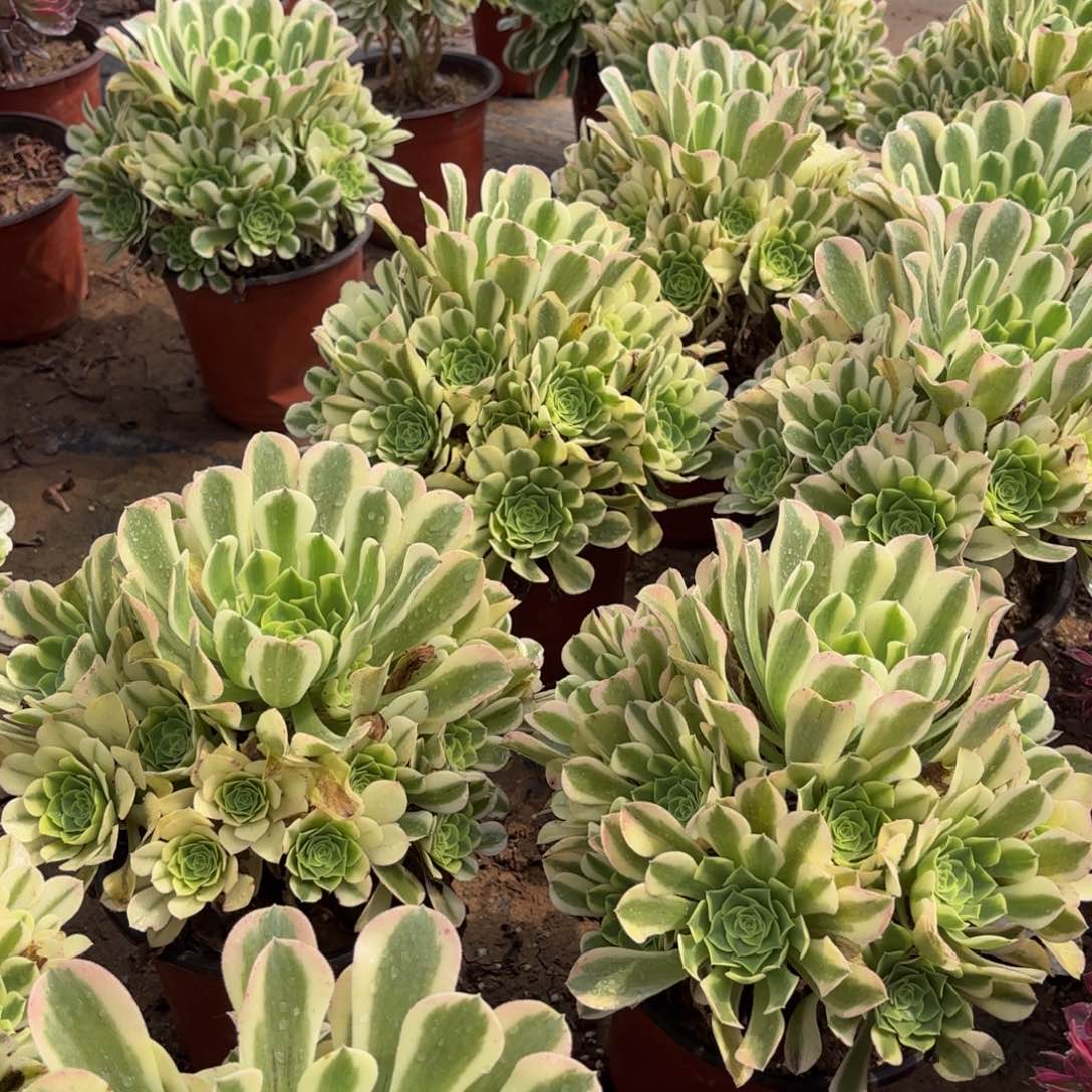 绿豆沙9.9法师多肉嫩