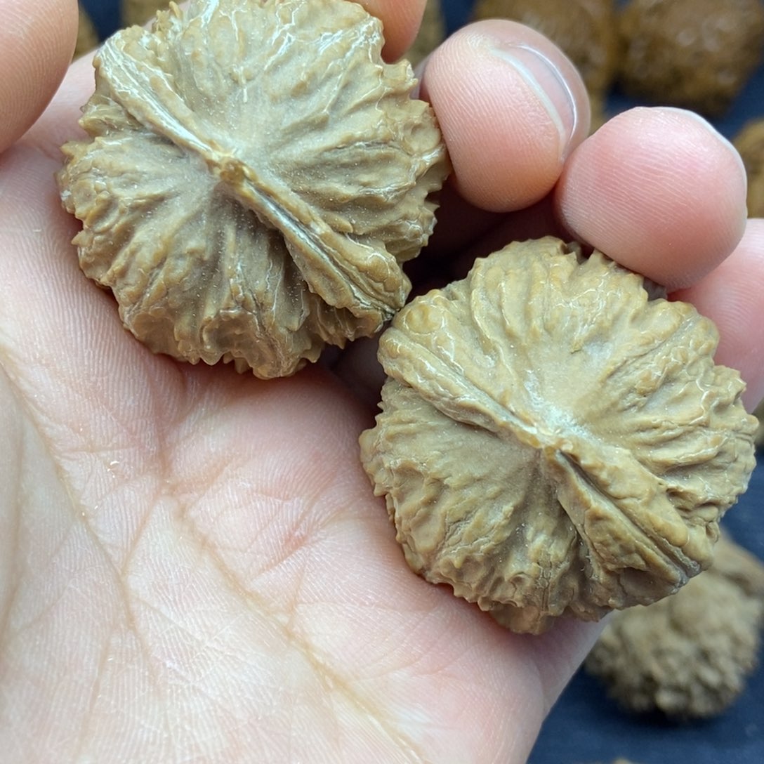 秦岭核桃小笼包3号链接333333