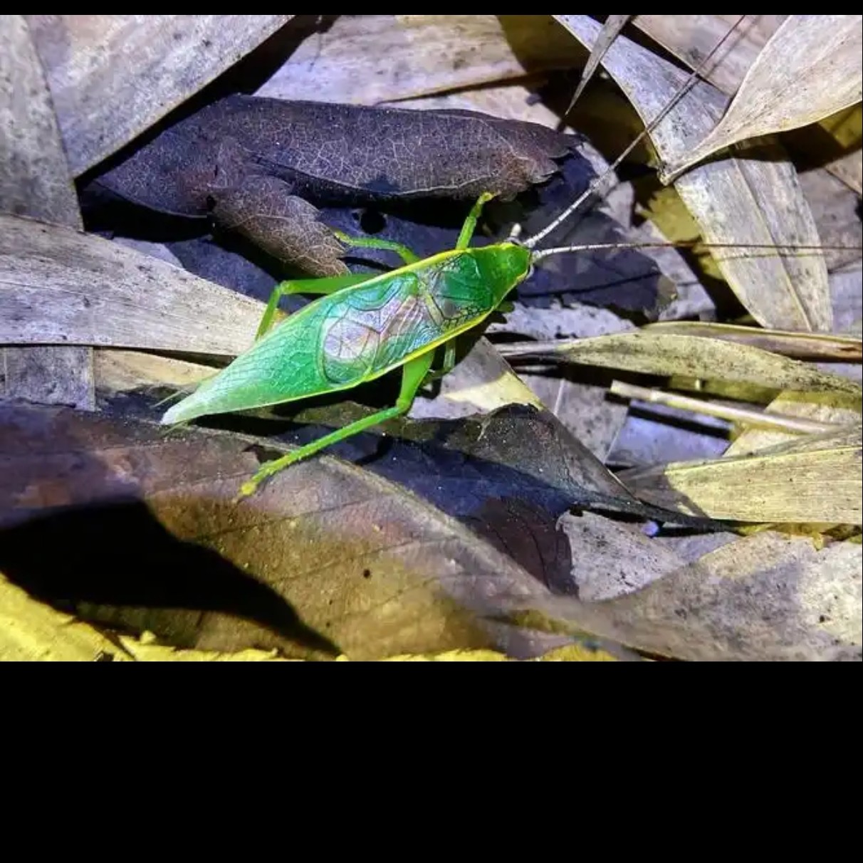 霍氏片蟋人工霍氏鸣叫好听多音节奏蟋蟀