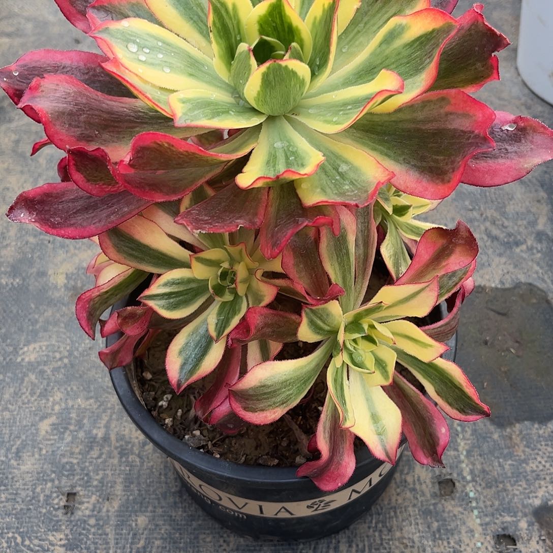 无花朵魅影法师多肉植物漂亮漂亮