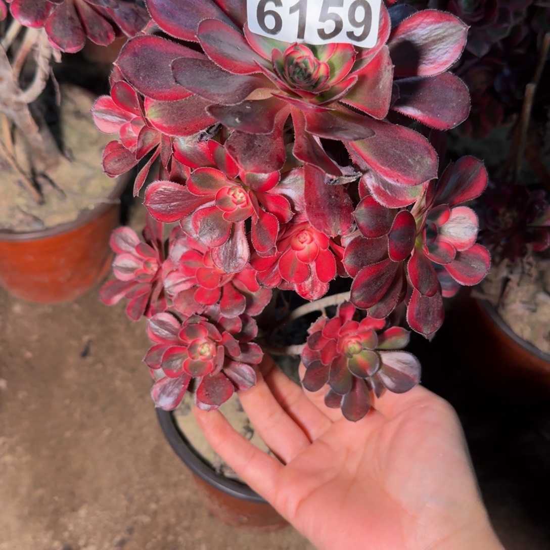 6159香奈儿多肉植物
