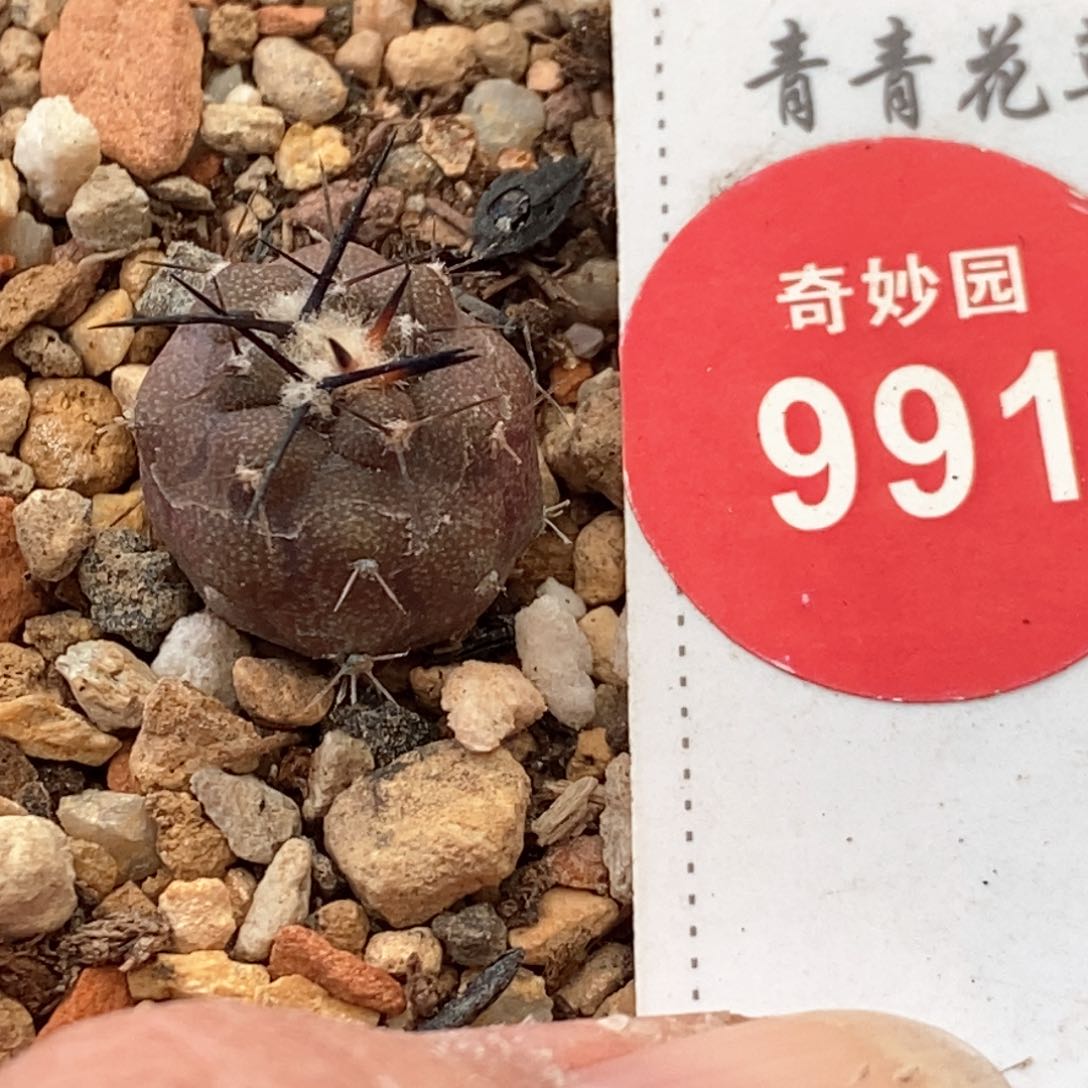 实生黑王丸1.3cm