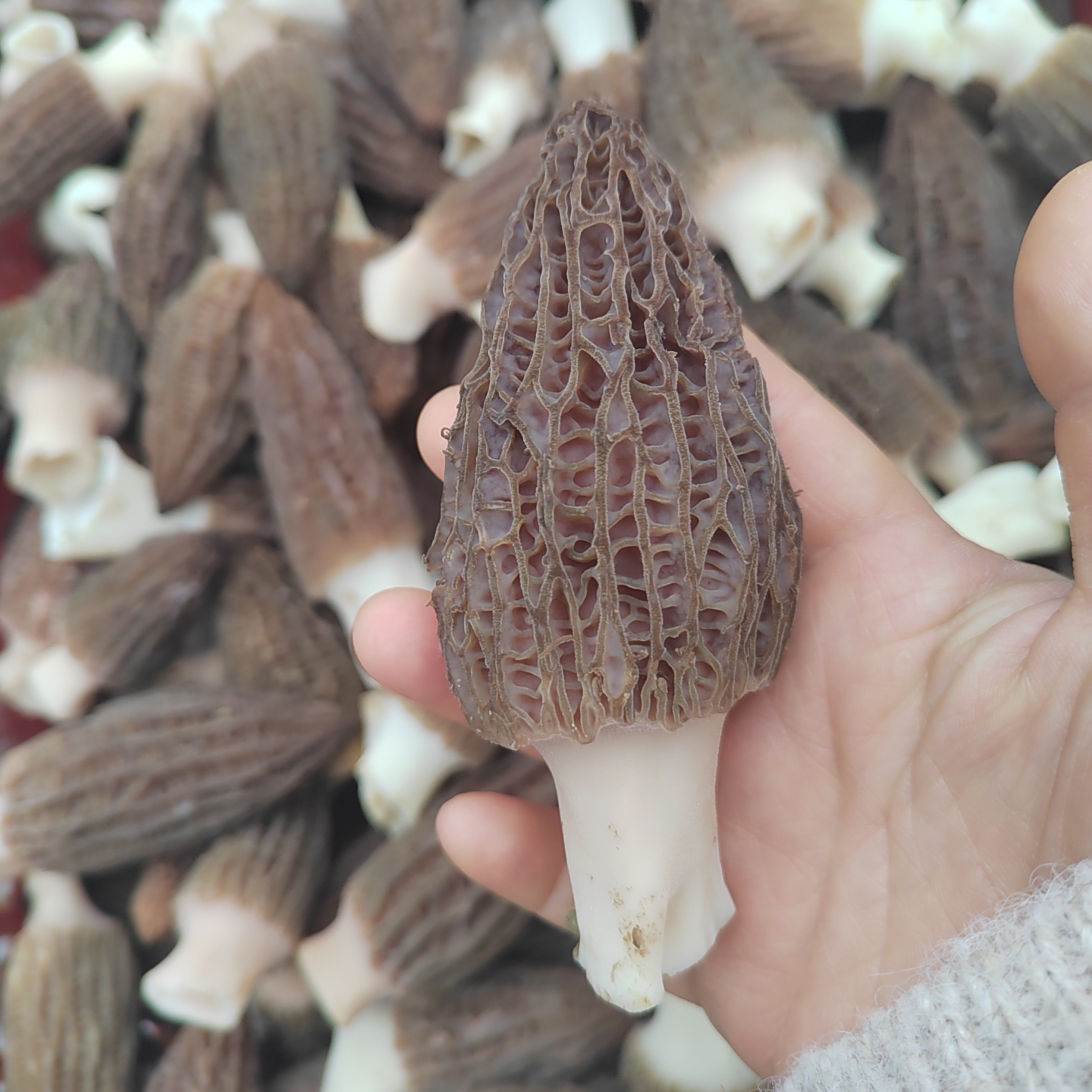 2025新鲜头茬羊肚菌贵州天柱锦屏特产【顺丰包邮】