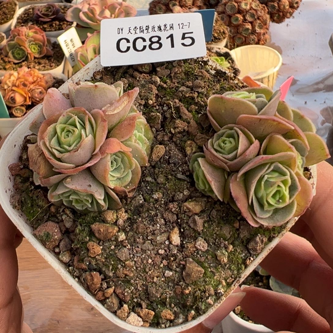 老***姐陈陈815不知名捡漏