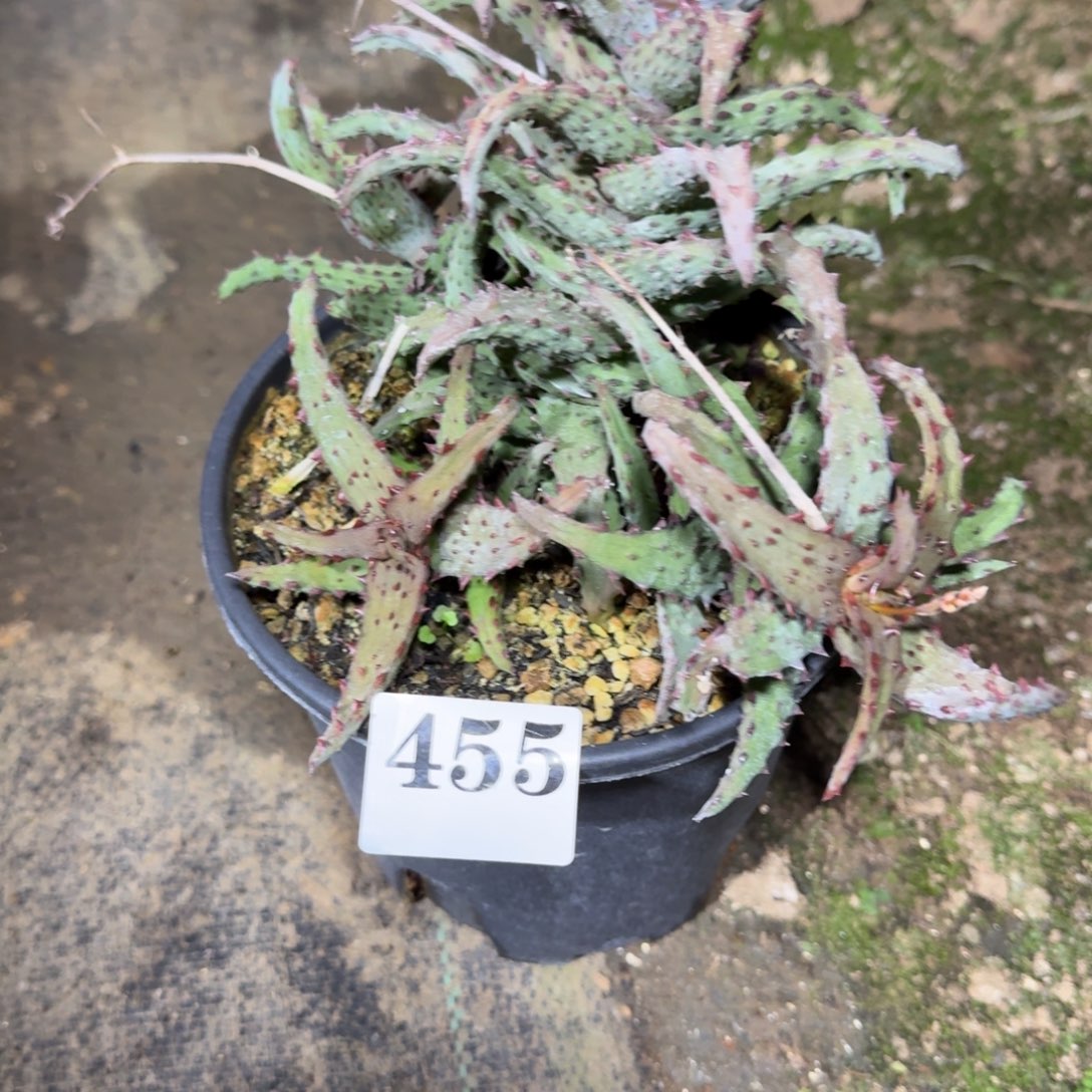 屿***制卡萨帝芦荟多肉植物