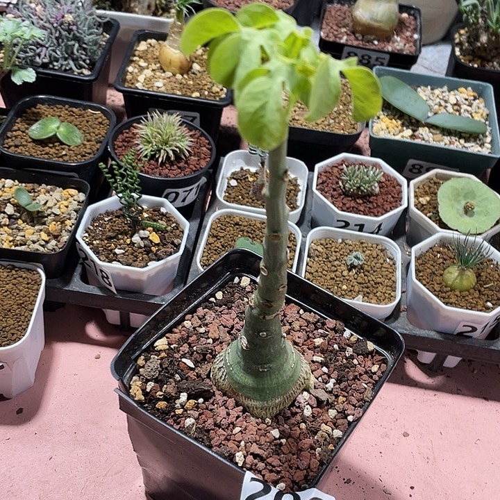 206大幻蝶蔓徐福酒翁