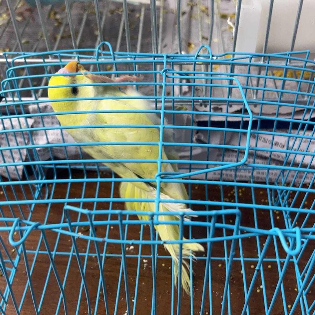 虎皮鹦鹉金彩鹦鹉