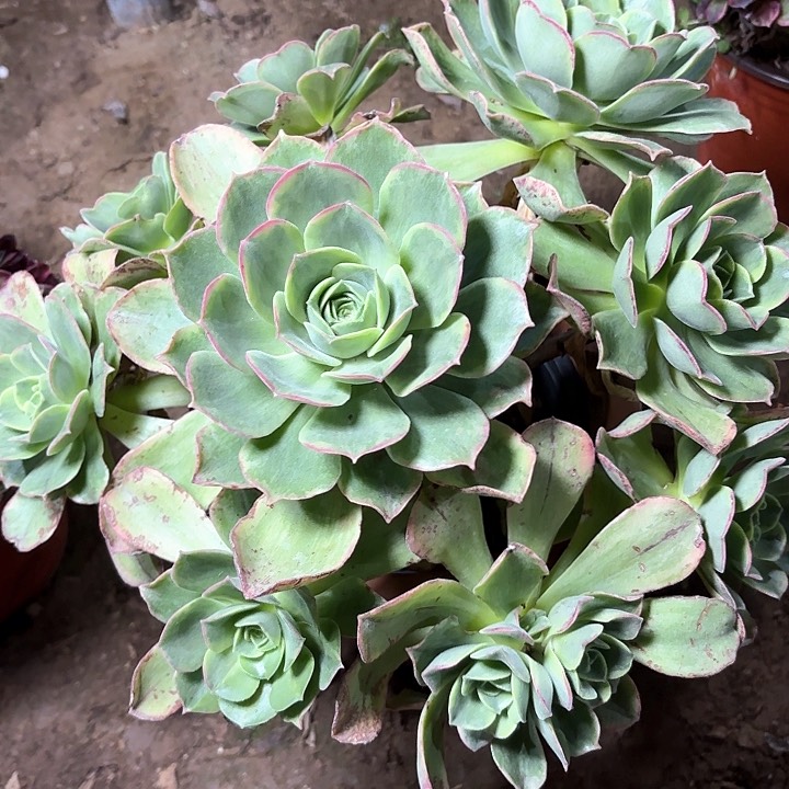 多肉植物玉龙观音锦23 