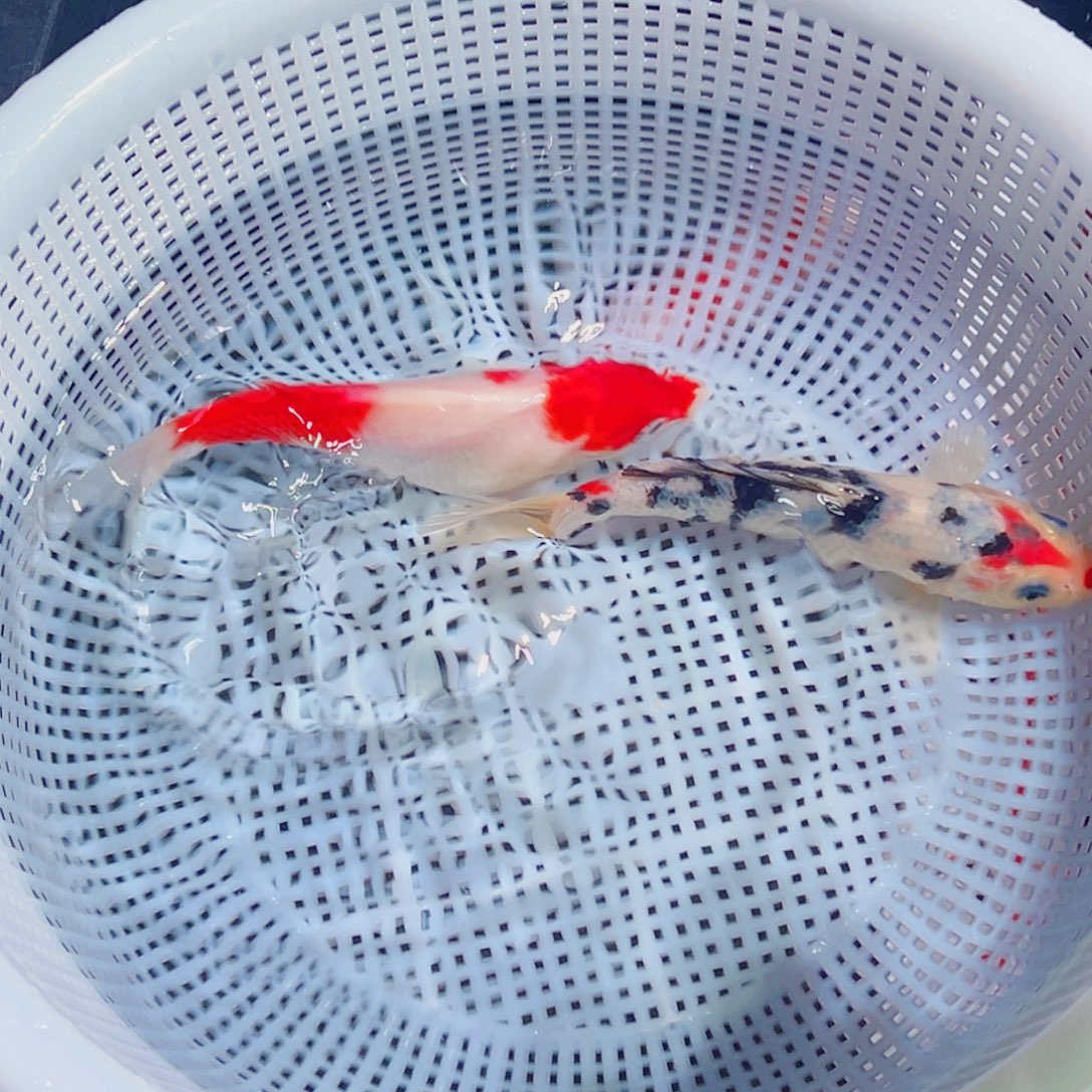 锦鲤锦鲤观赏鱼1111