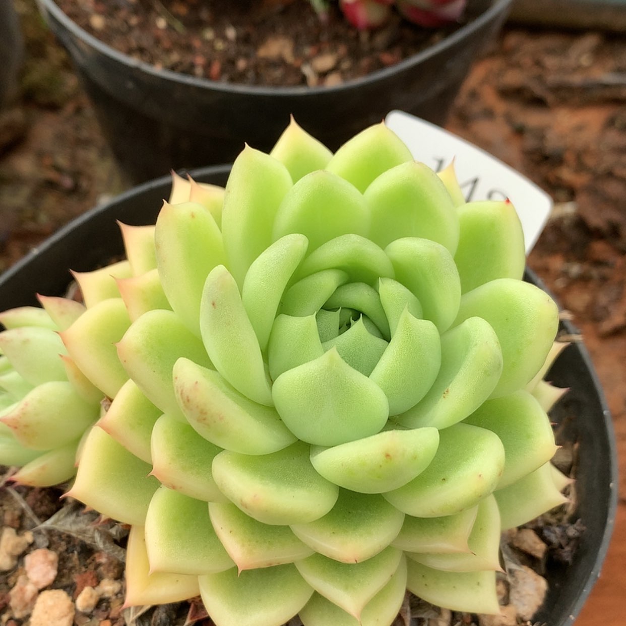 【闪购商品】云142号