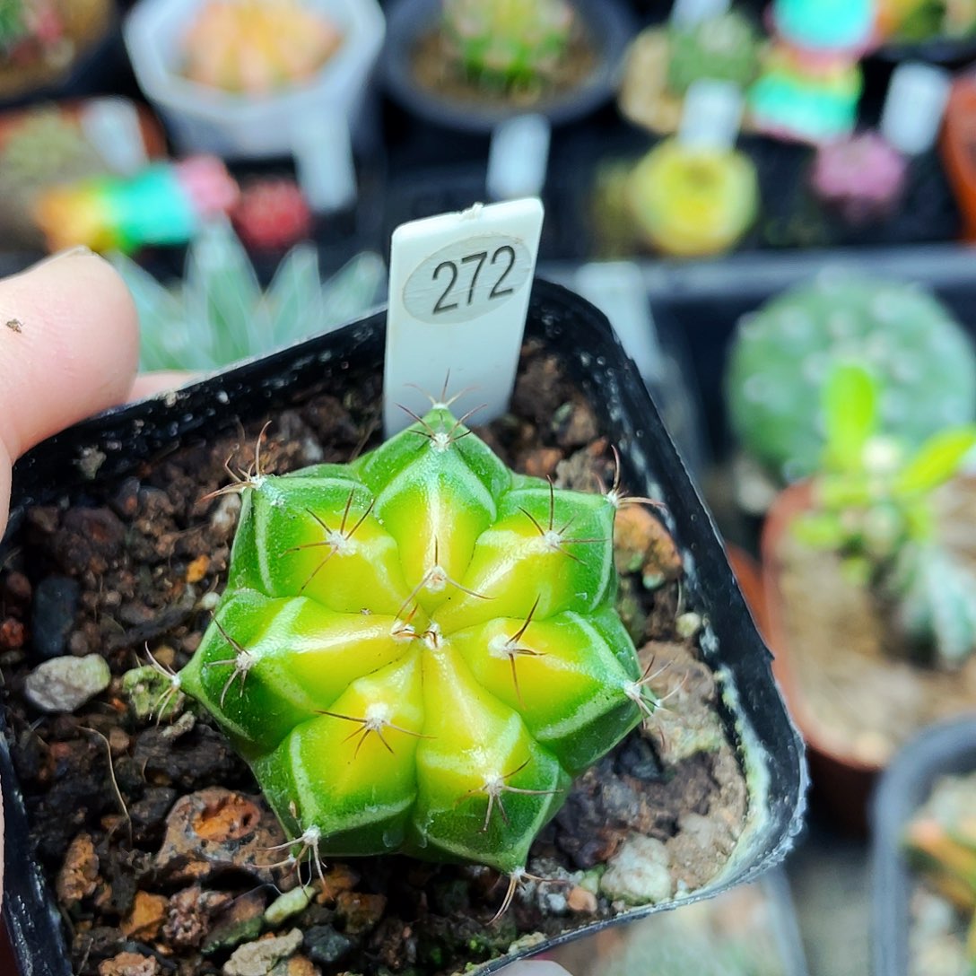 非偏远地区满25包邮仙人球