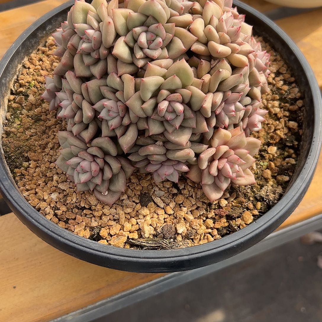 632象牙。多肉。      