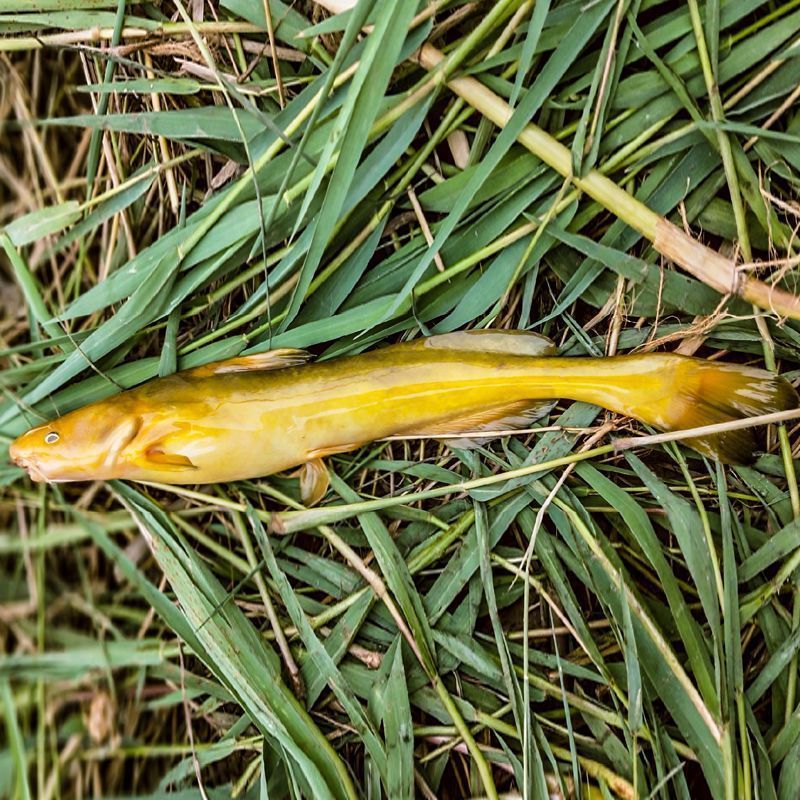 牛尾巴鱼乌苏里拟鲿淡水常温鱼耐寒各地适宜可食用可观赏鱼