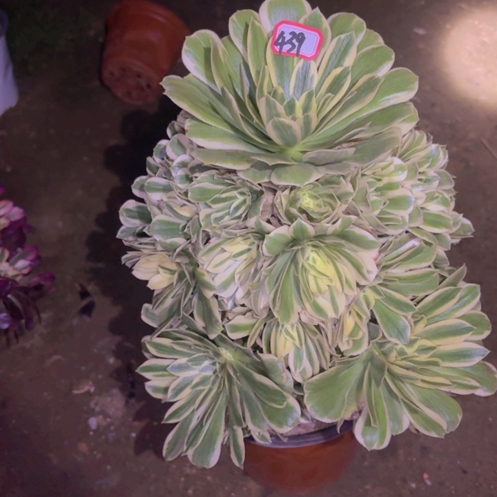 一物一拍芳华法师439