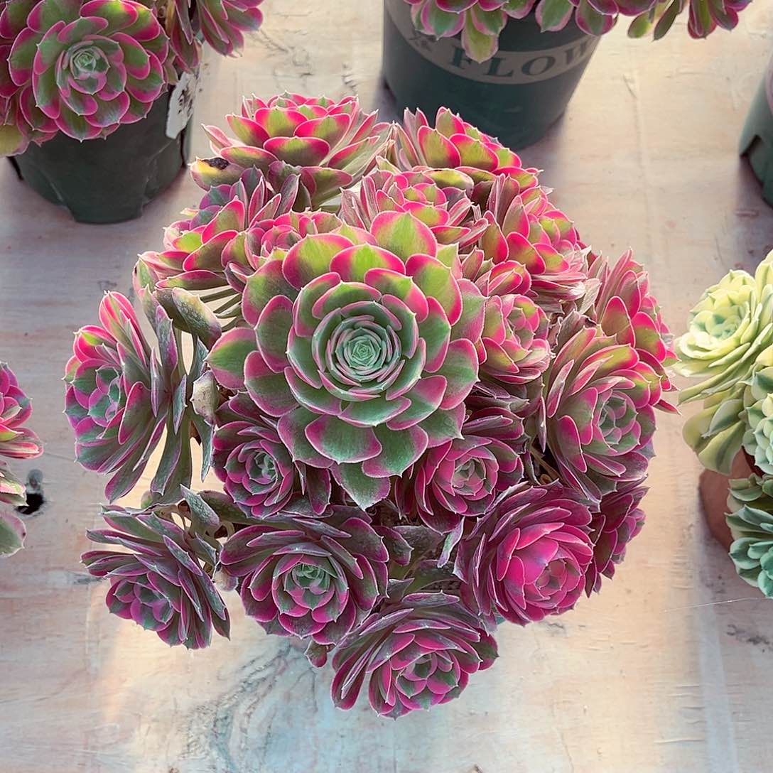 法师多肉植物妖月