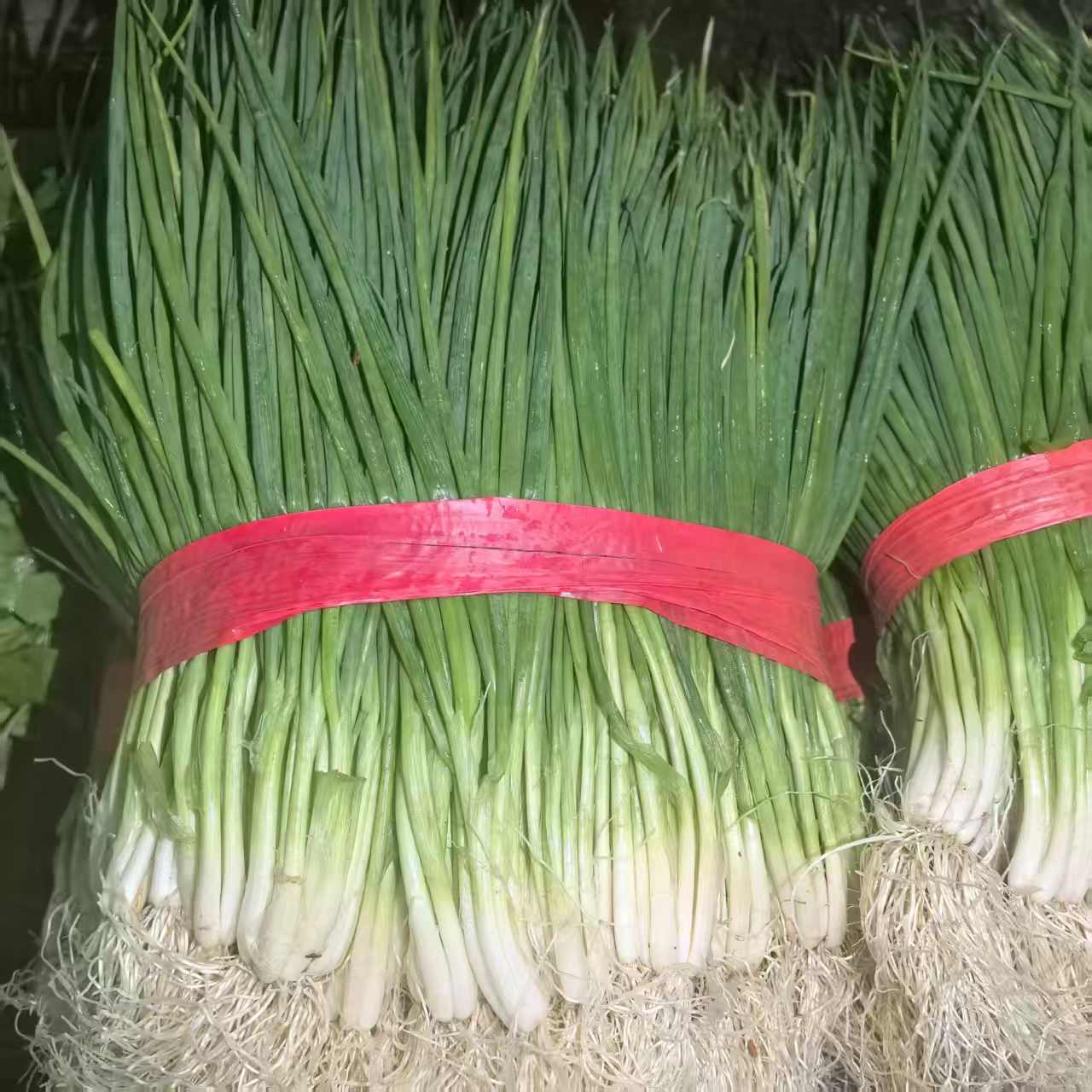 湖南衡阳本地应季蔬菜农家小香葱