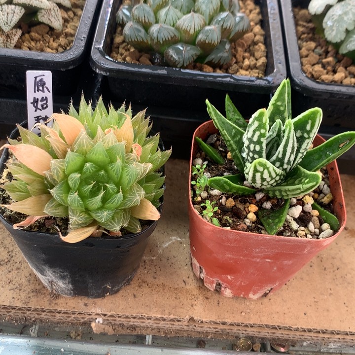 原始种锦+天使之泪