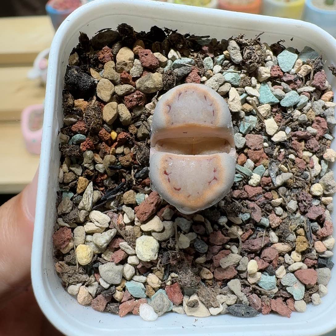 红陶芽*宝蘑菇444一颗1621.6饼干