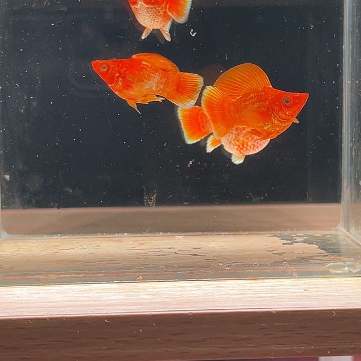 孔雀鱼黄金柠檬圆尾