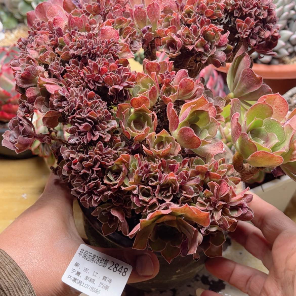 【闪购商品】2848邵修缀多肉