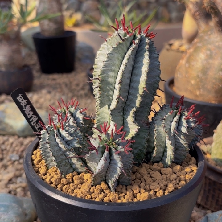 m带盆日系实生魁伟玉群生