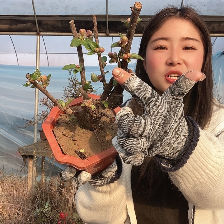 原生大花彩玉海棠依旧盛开