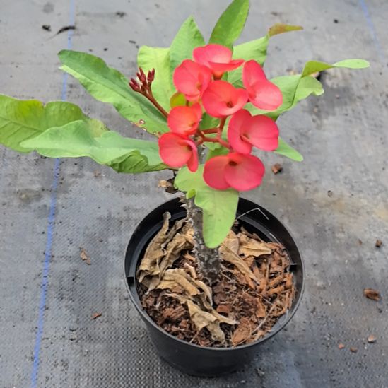 娟***完全开放两个女孩直播间一物一拍