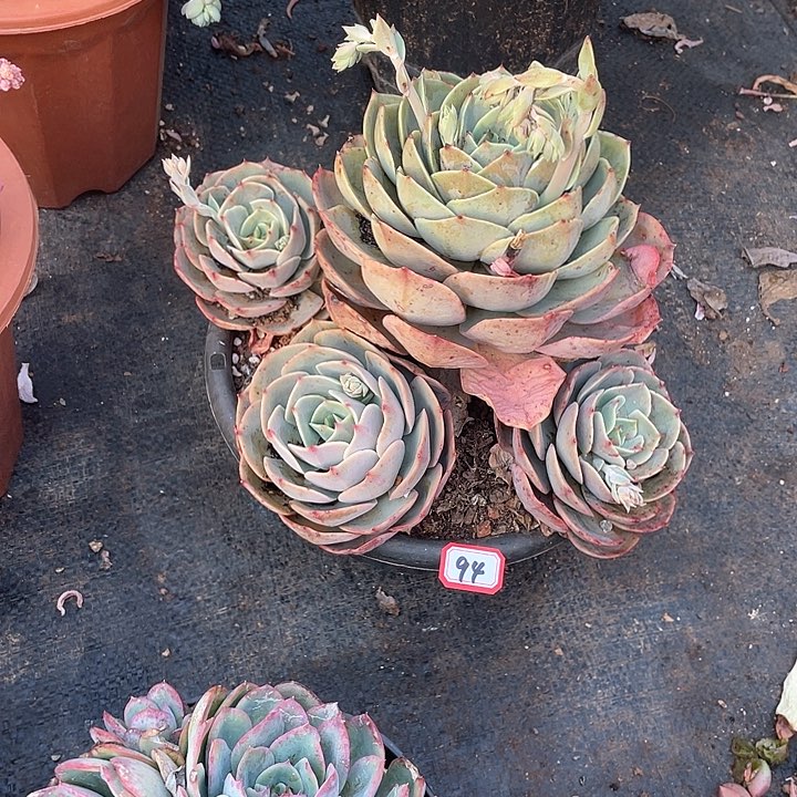 94白雪 一物一拍多肉