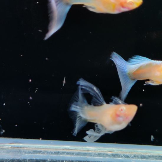 过***客孔雀鱼蓝白绣球两公一条母