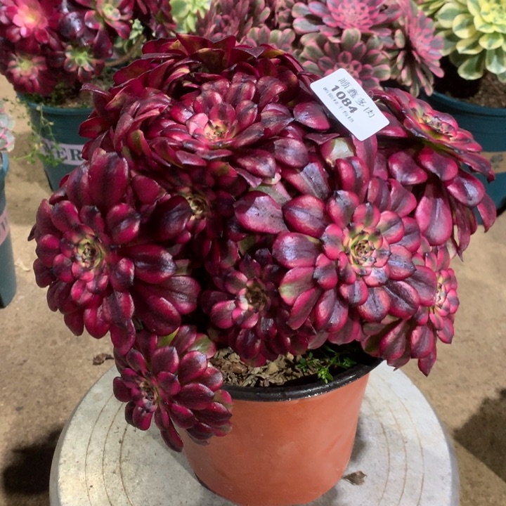 1084美肌多肉植物