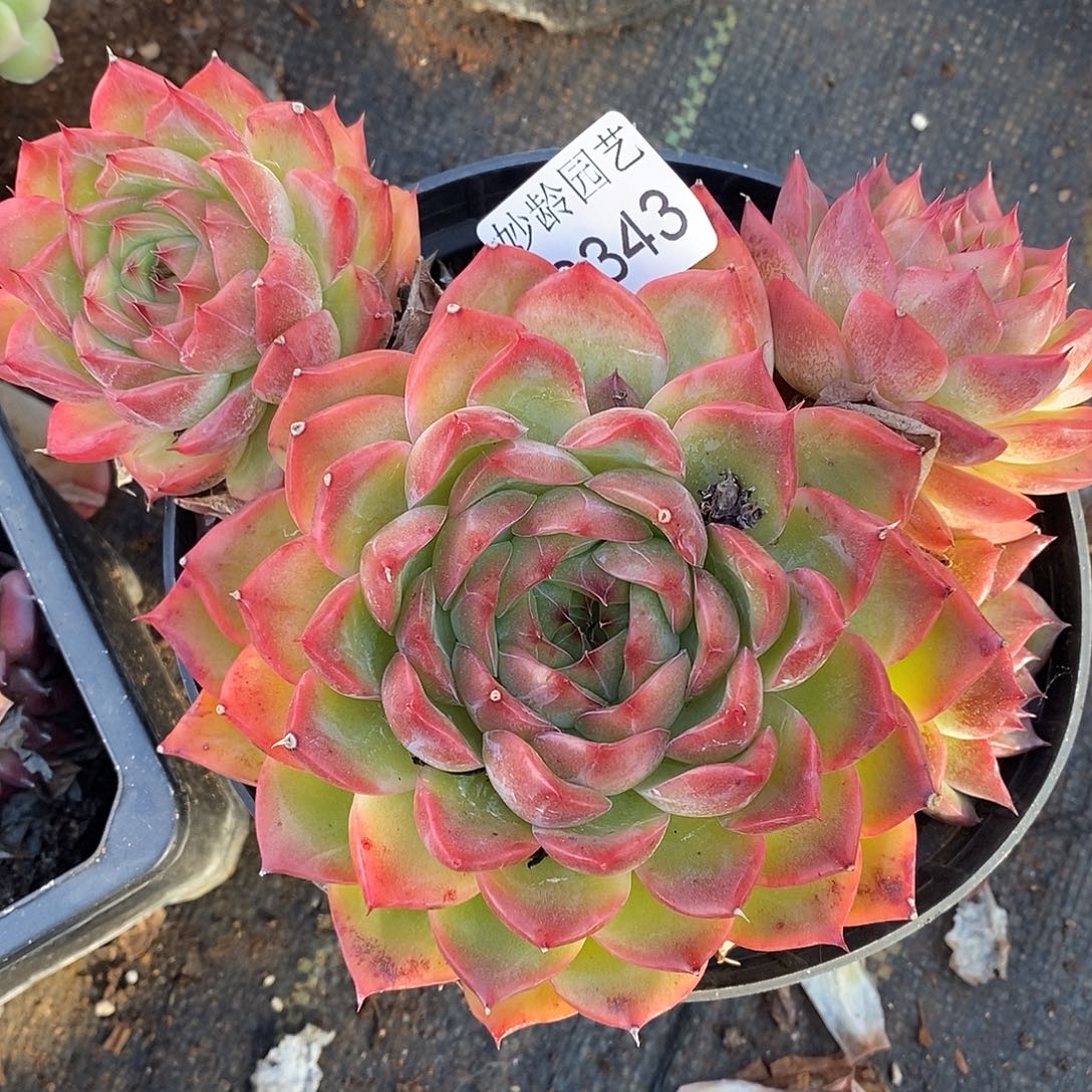 3343杂交老桩基地～16厘米