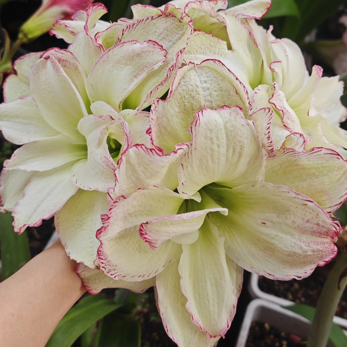 (另类女孩)重瓣朱顶红种球大球浓香型室内外盆栽四季开花好养观赏