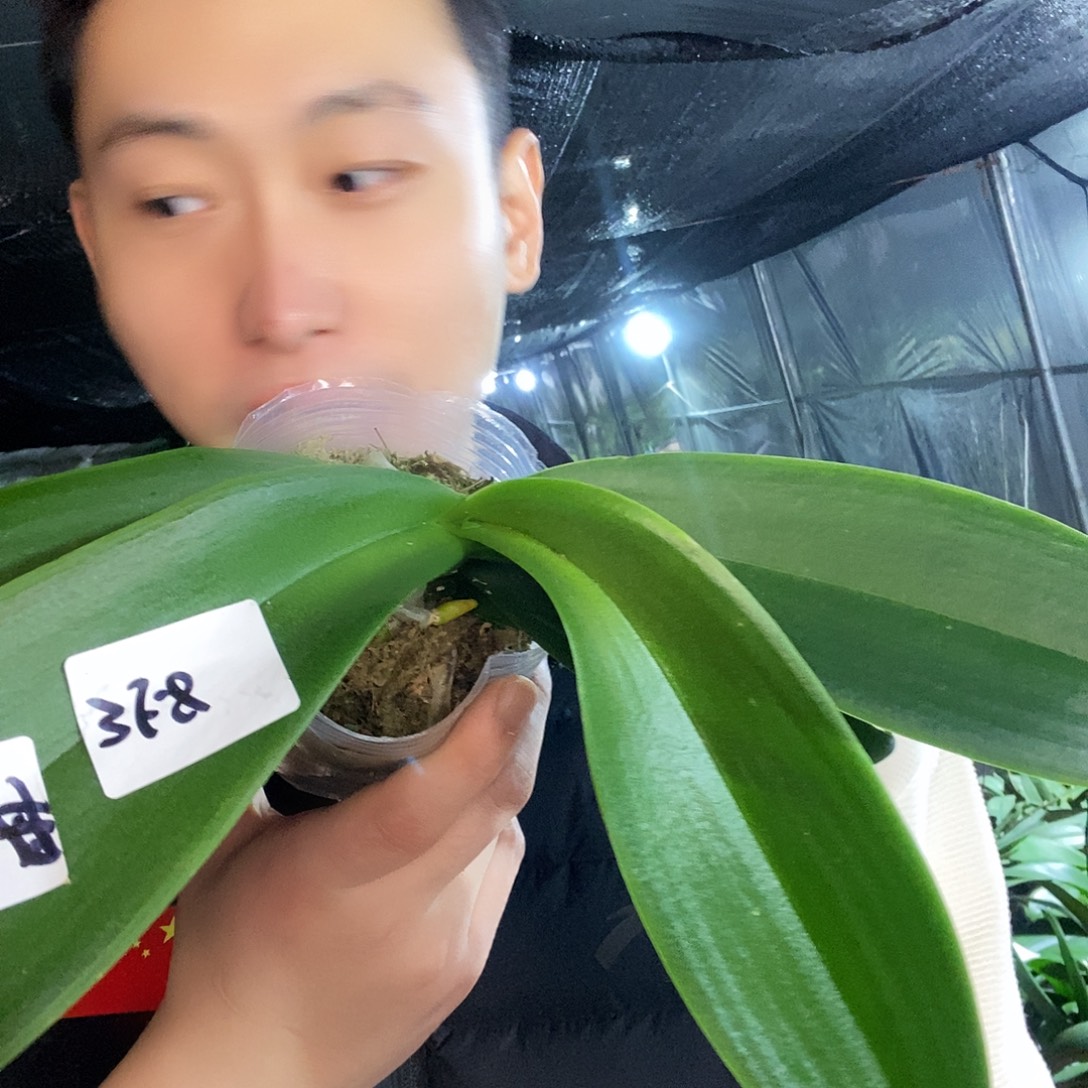 无花朵联合水母蝴蝶兰