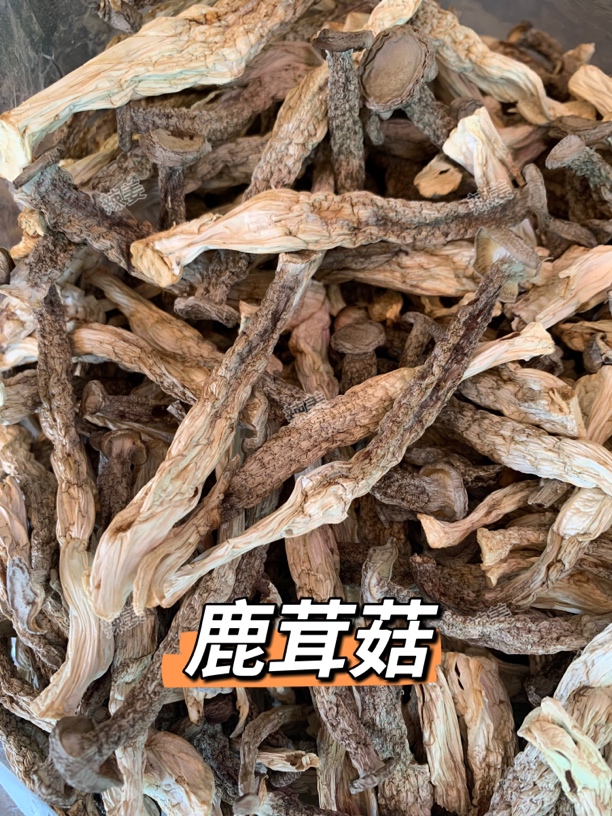 辣姜精选 鹿茸菇 靓货