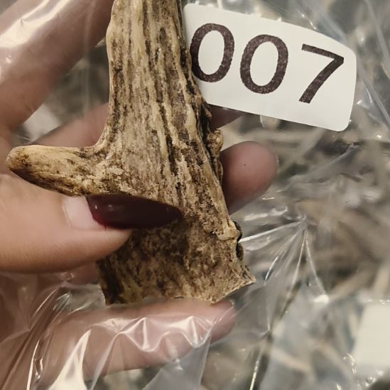 ༺***༻鹿角鹿角鹿角鹿角鹿角