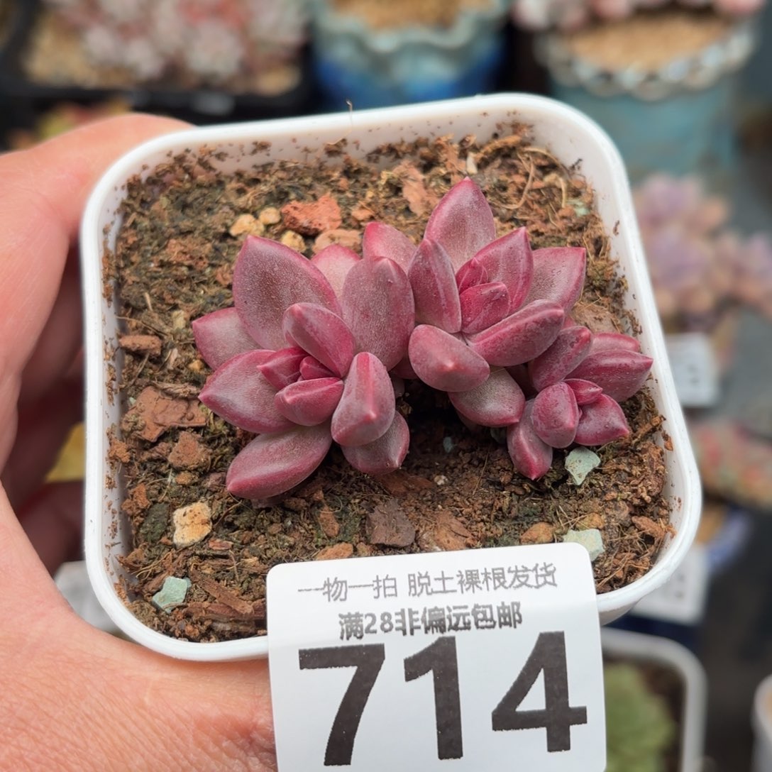 迷雾泡泡无盆土发货