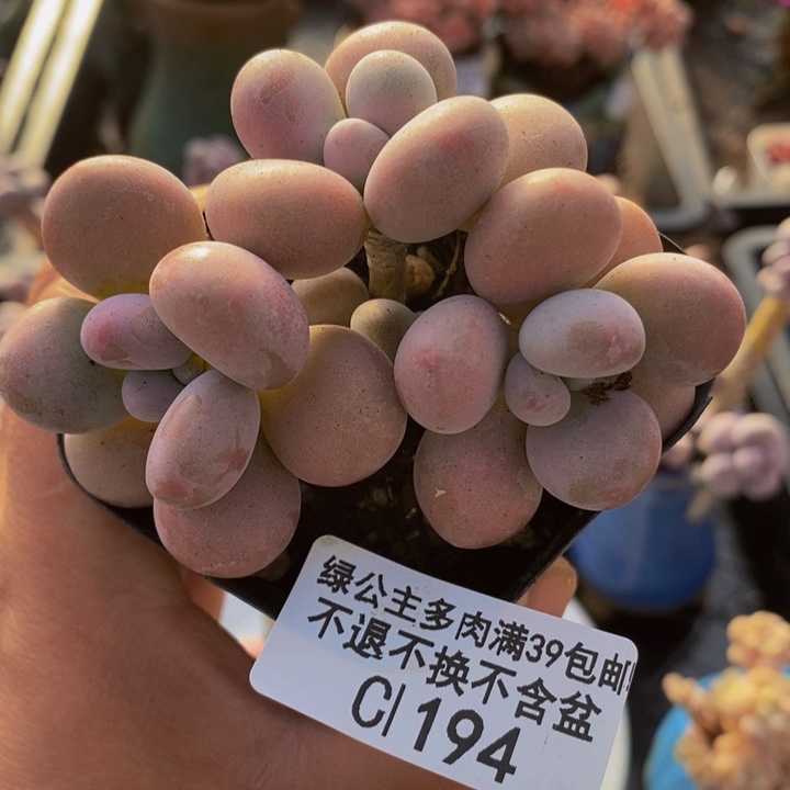 腰子桃蛋7cm194多肉植物