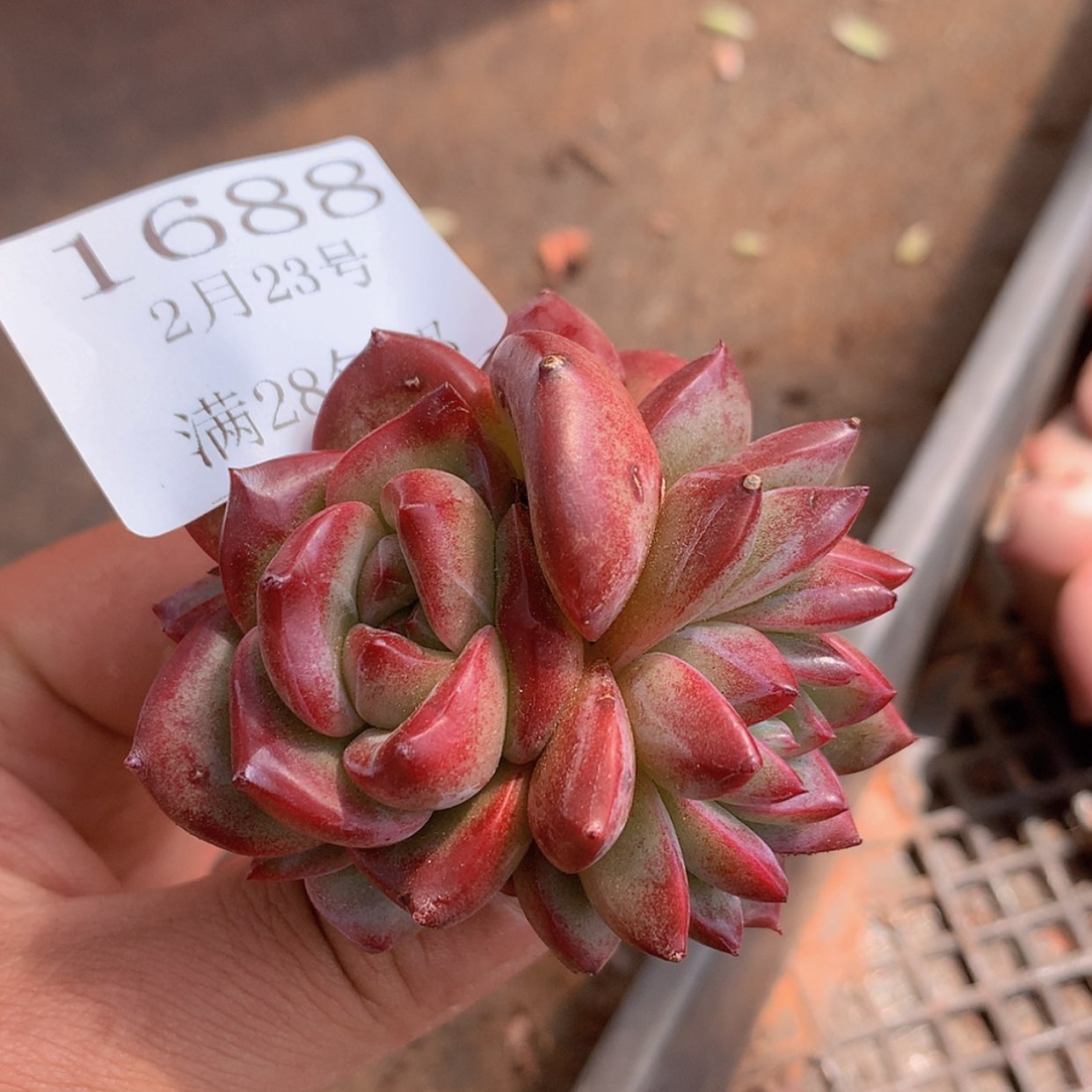 【闪购商品】云1688四头