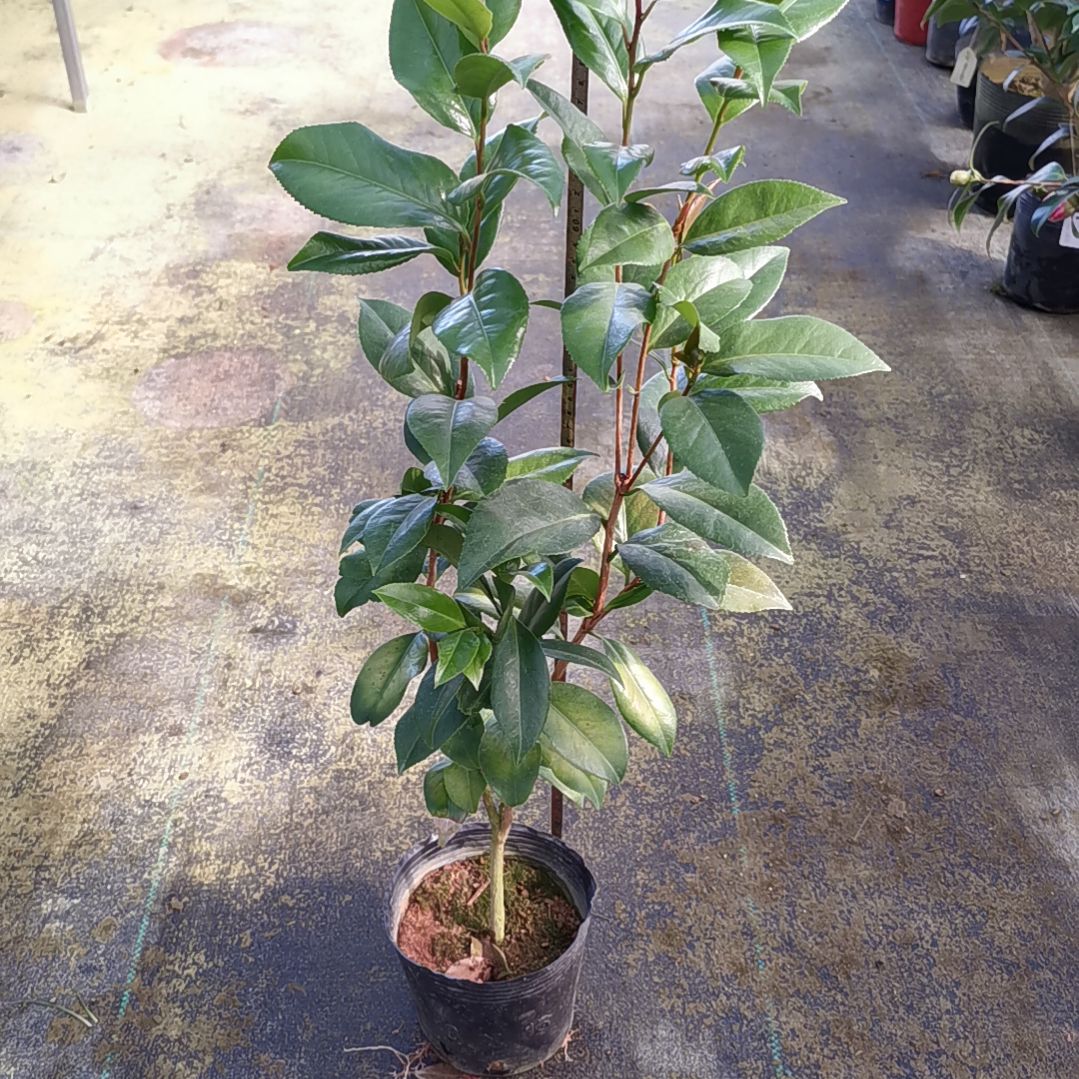 少量花朵（建议范围：2朵-5朵 或40%以下）正黄旗