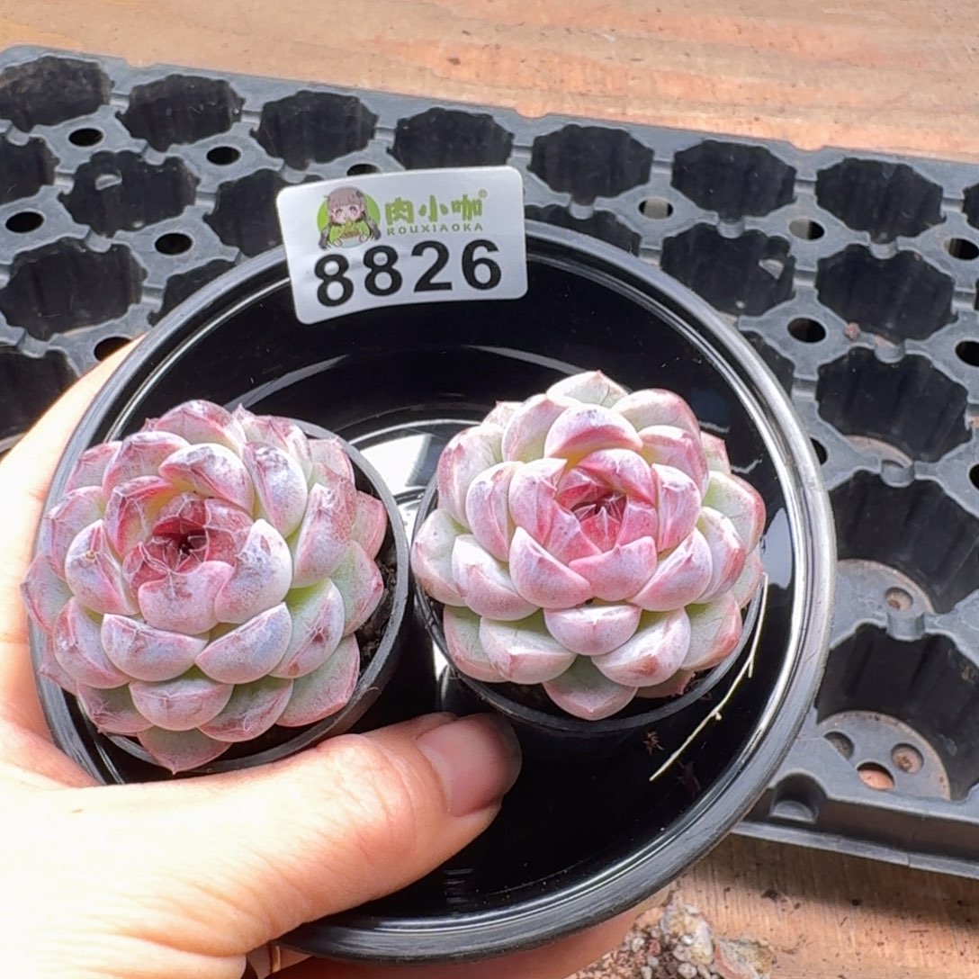 多肉植物多肉植物