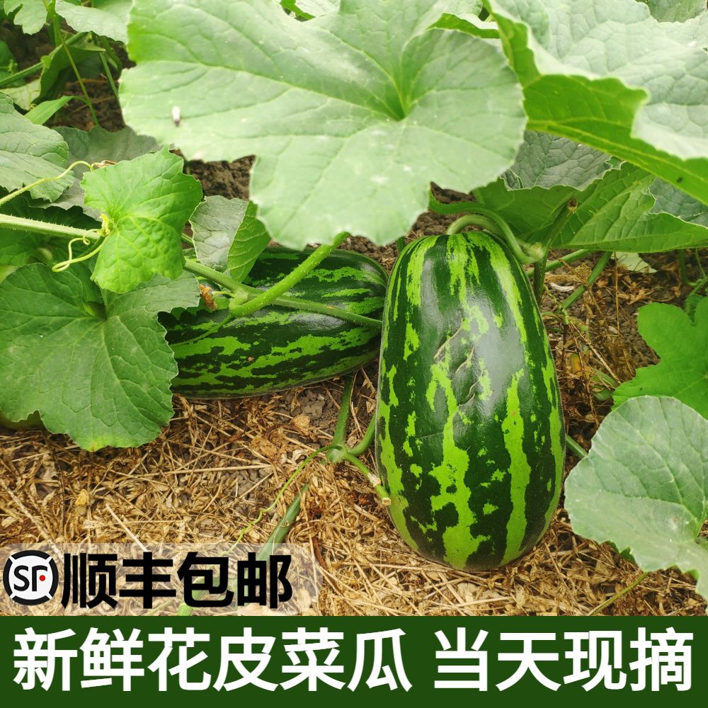 苏北农家新鲜瓜果花皮水瓜烧瓜梢瓜菜瓜黑皮无糖不甜脆瓜凉拌现摘现发3/5斤绿色蔬菜