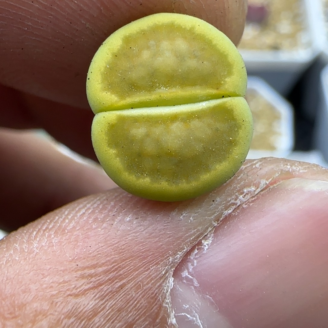 772 生石花大棚直播