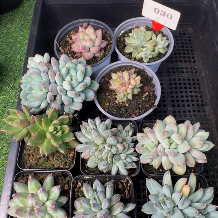 030多肉植物一物一拍