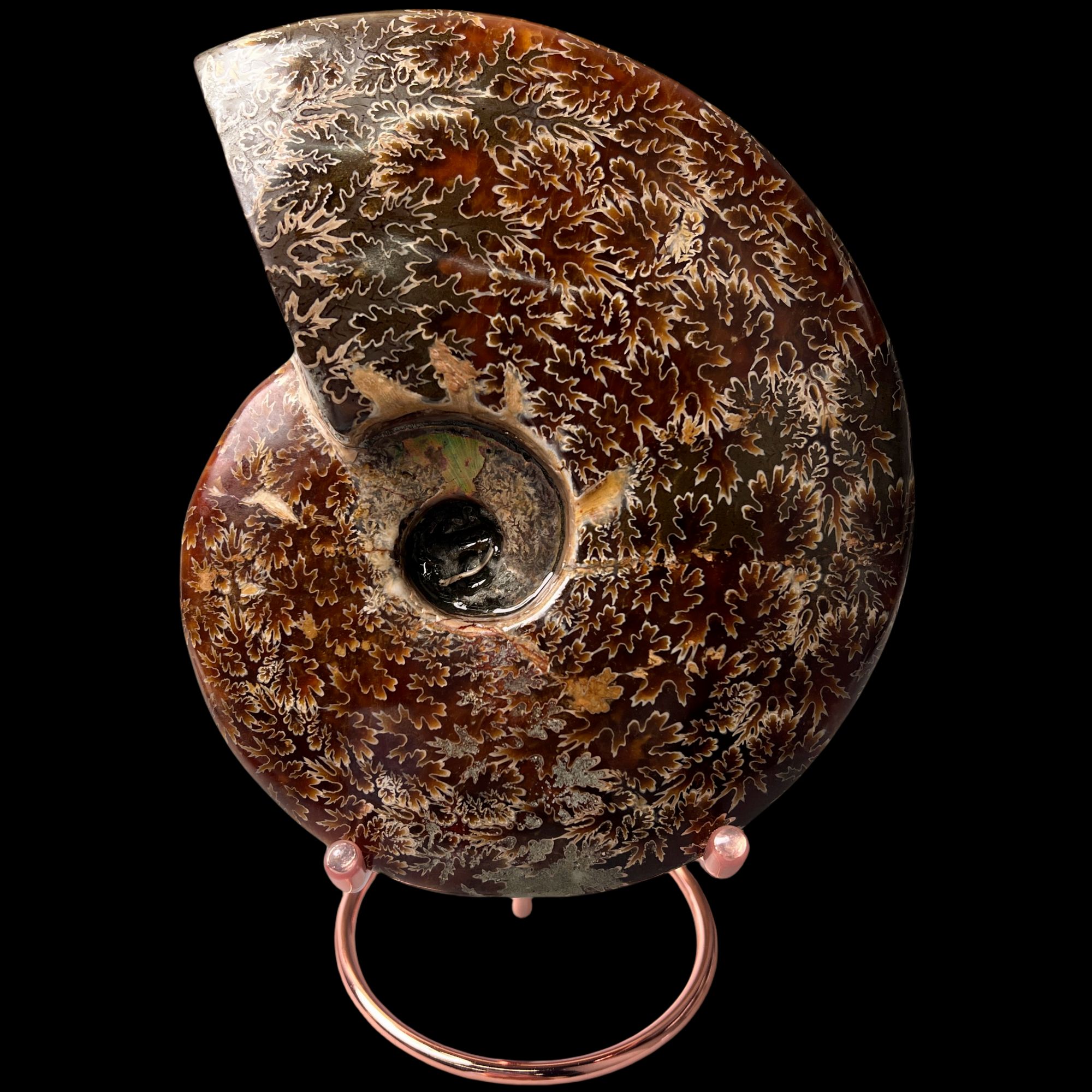 【 叶菊石（摆件）】171.6mm 玉化 马达加斯加 古贝壳 H2