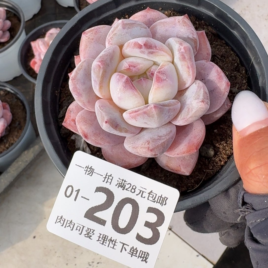 石榴籽无盆土发货无