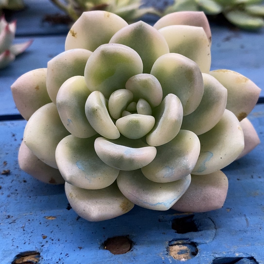 546若桃覆轮锦炸多肉植物