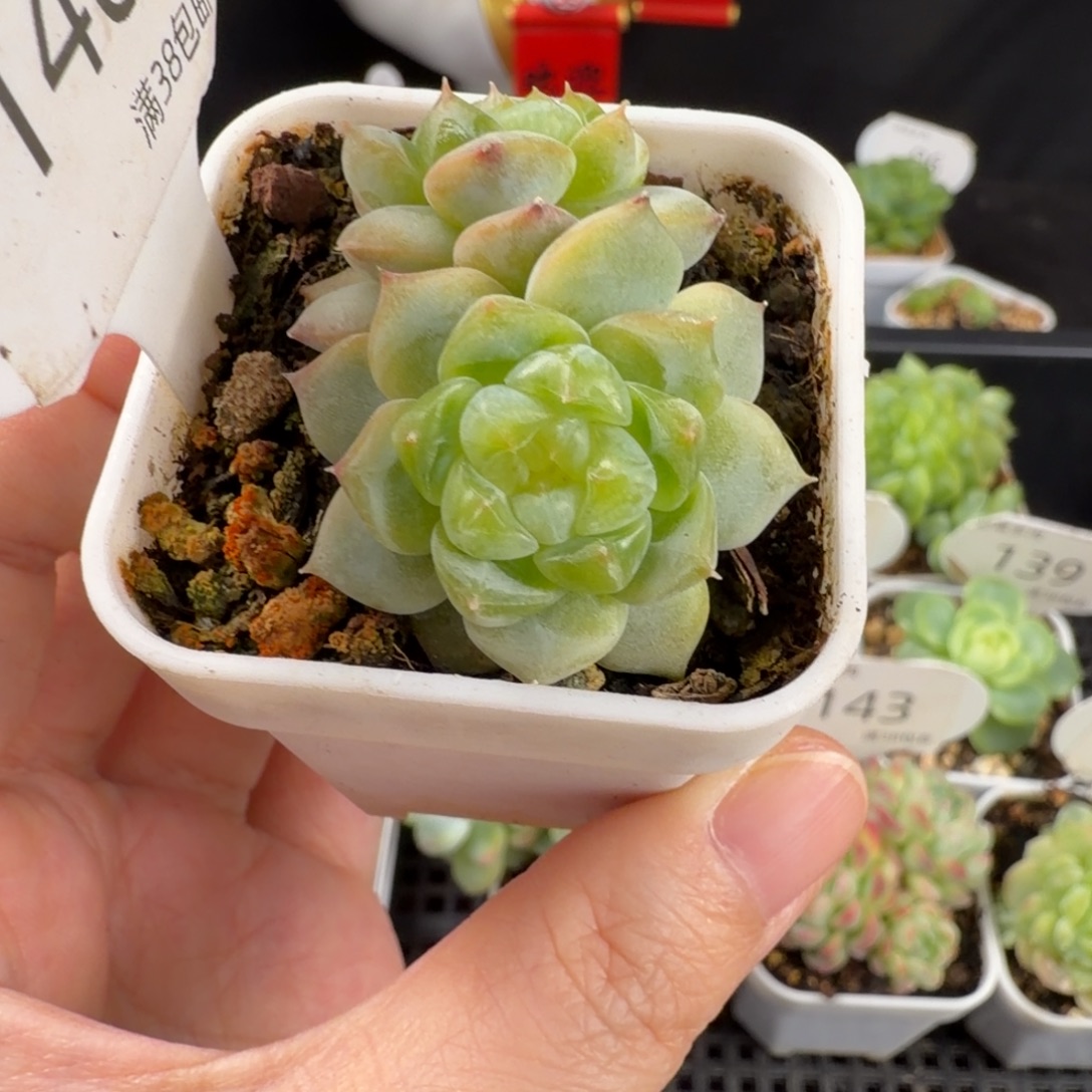 黄甜心双头146号一颗